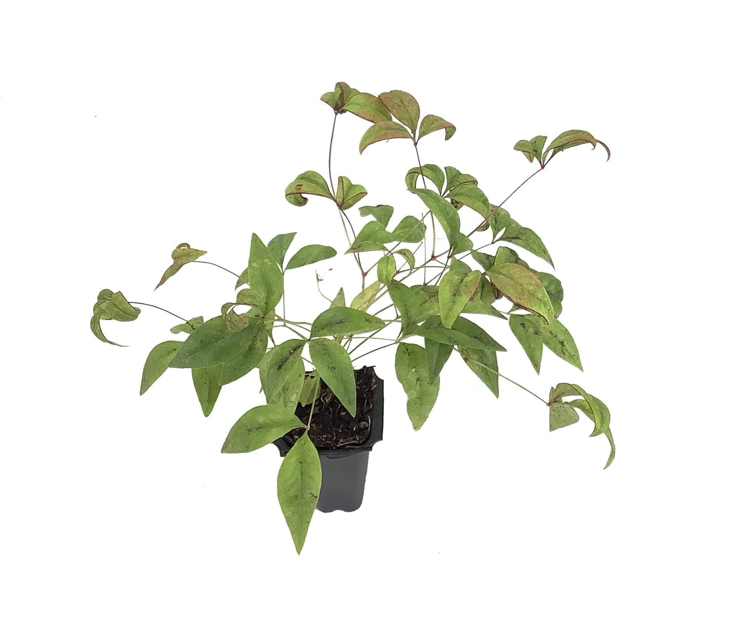Firepower Heavenly Bamboo | 30 Live Plants | Nandina Domestica | Compact Ornamental Shrub, Year-Round Color, Low Maintenance, Bright Red Foliage, Outdoor Landscape, Garden Accent