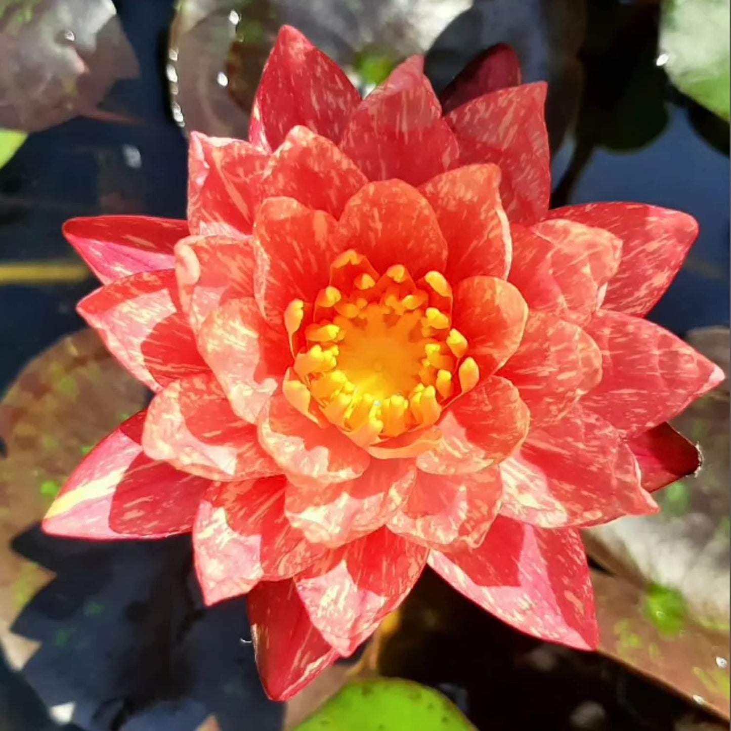 3 Pre-Grown Hardy & Tropical Waterlilies Rhizomes Live Tuber in White, Red, Blue Flower for Indoor-Outdoor Pond Decoration