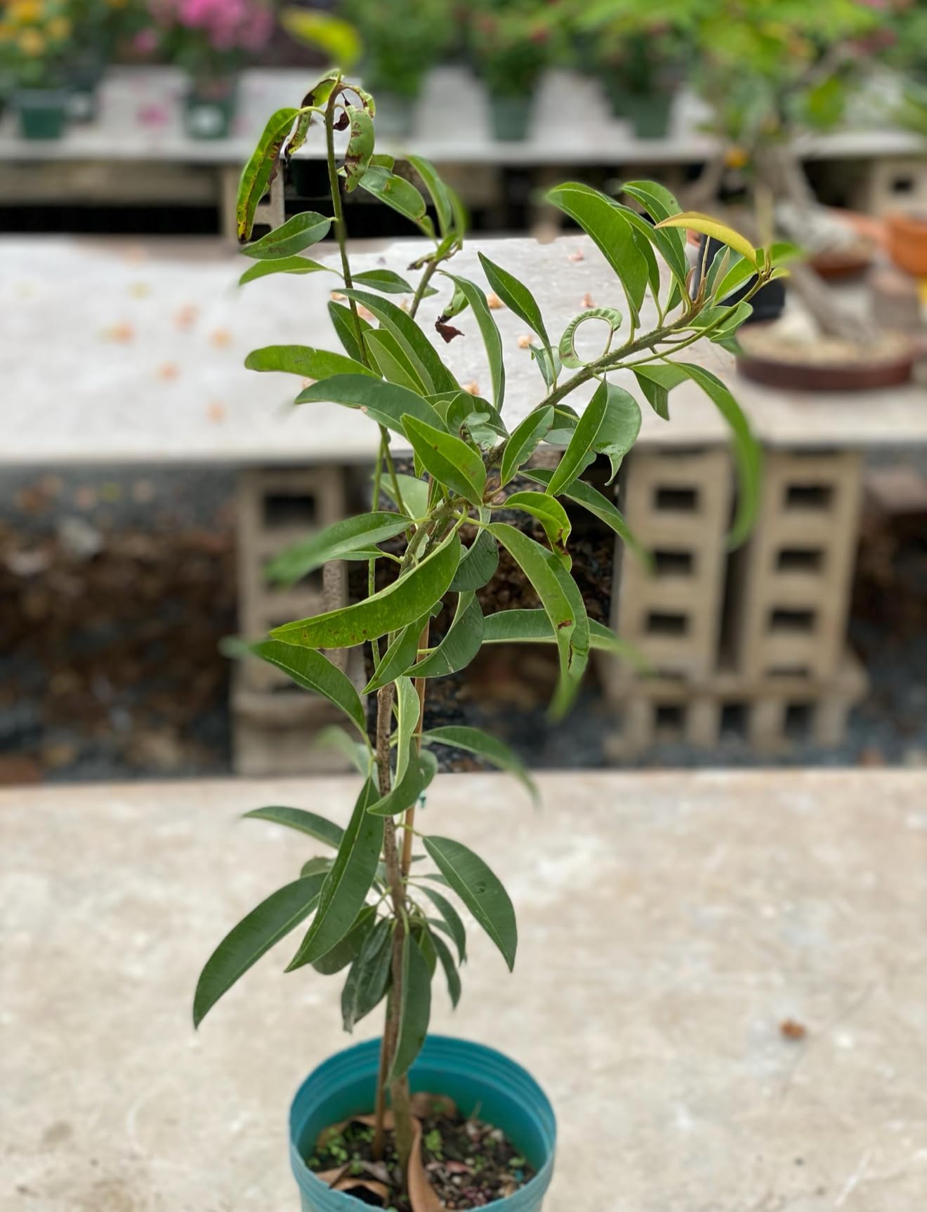 Big Sapodilla, sapote (Manilkara zapota) Nispero Live Tree(2ft-3ft Tall) chicozapote (Varieties: Alano, hasya, makok, molix, Morena, tikal)