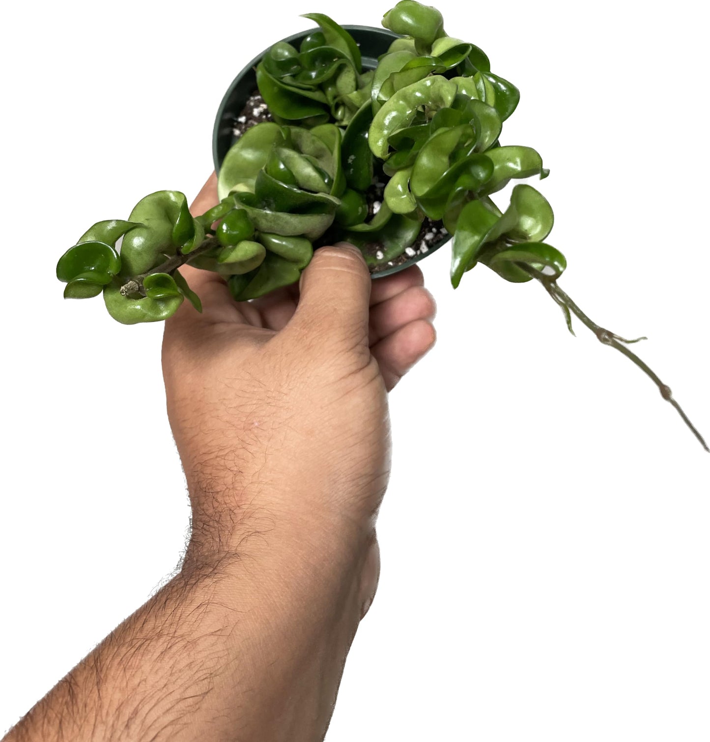 Hoya Compacta aka Hoya Hindu Rope Available in 2", 4", and 6" Pot Live Hoya Plant Air-Purifying Plant (Hoya Compacta, 4" Pot with 2 Plants, Very Short Right Now)