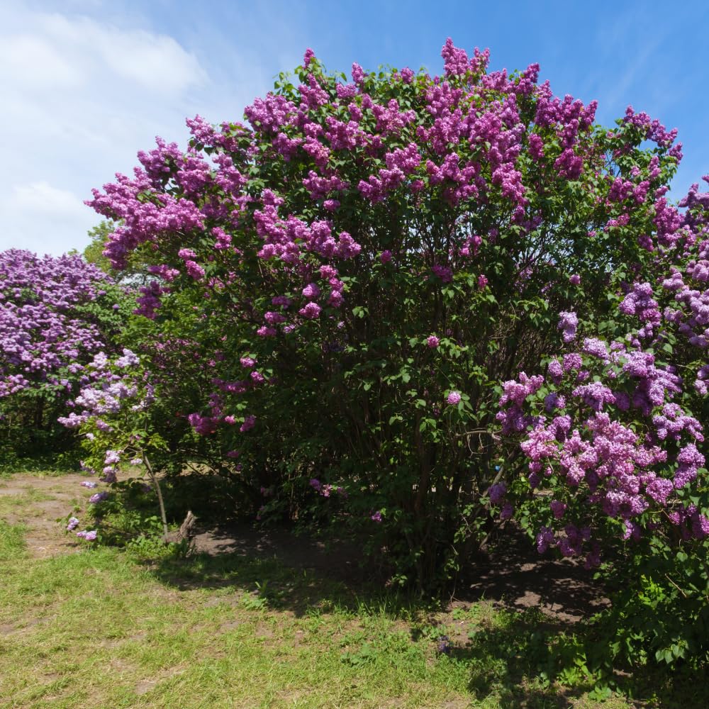Purple Old Fashion Lilac Tree Live Plant, Lilac Bushes Live Plant, 20 to 30 Inc Tall, Bush Flower Plants