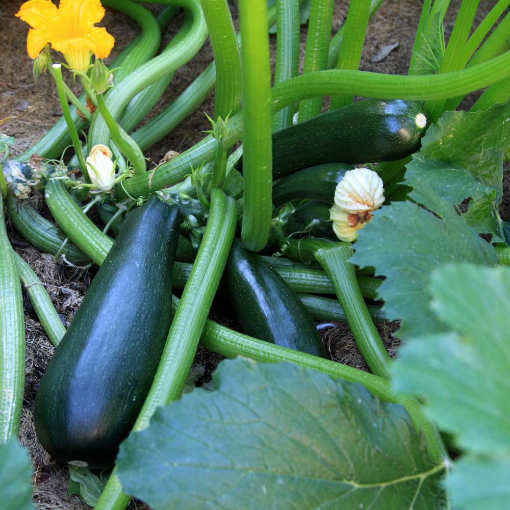 2 Green Zucchini Plants, Green Summer Squash in 4 Inch Pots - 4-6 Inch Tall Live Vegetable Garden Plants