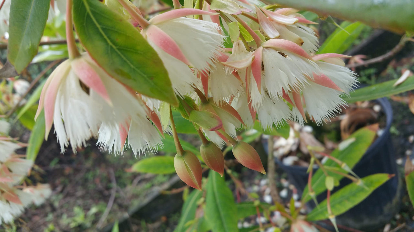 Fairy Petticoat - Elaeocarpus grandiflorus - Live Tree Plant - Unusual Fringed Pink White Flower - Emerald Goddess Gardens - Starter Sz 4 Inch Pot