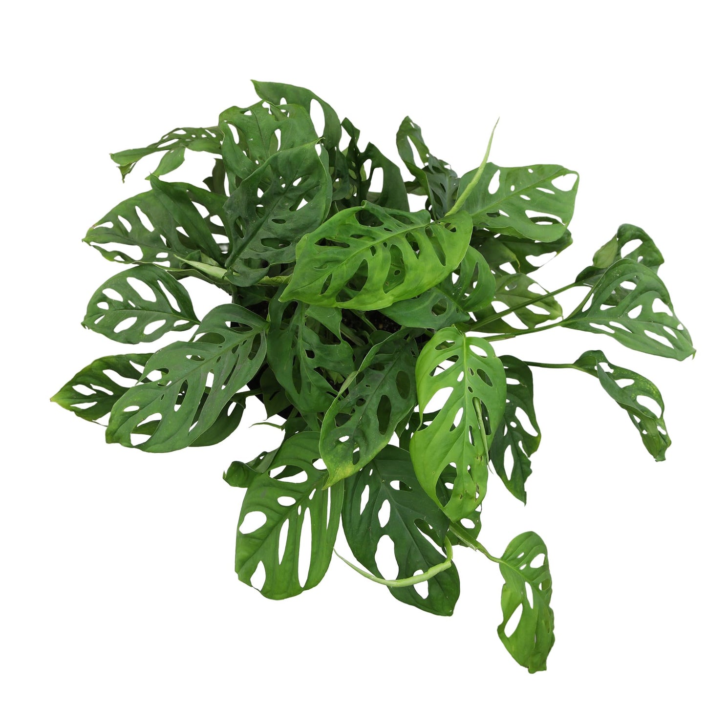 Altman Plants Swiss Cheese Plant Decor (Monstera Adansonii) in 6 Inch White Plastic Planter, Easy Plant & Desk Plant, Monstera Plant Live Plant Gift, Air Purifying Plants in Indoor Potting Soil Mix