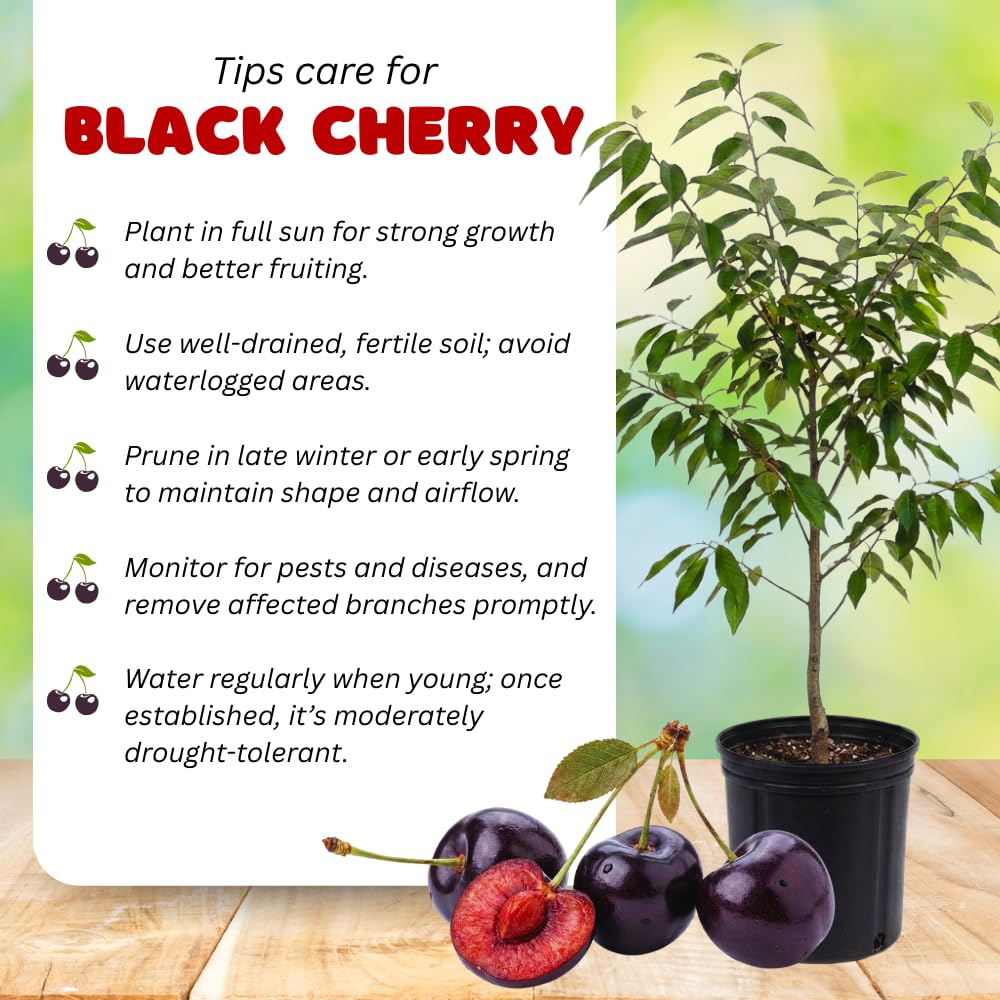 2 Black Cherry Trees Live Plants Bare Roots, Sweet Cherry Fruit Tree Plant for Gardening Outdoor, 1 to 1.5 FeetTall