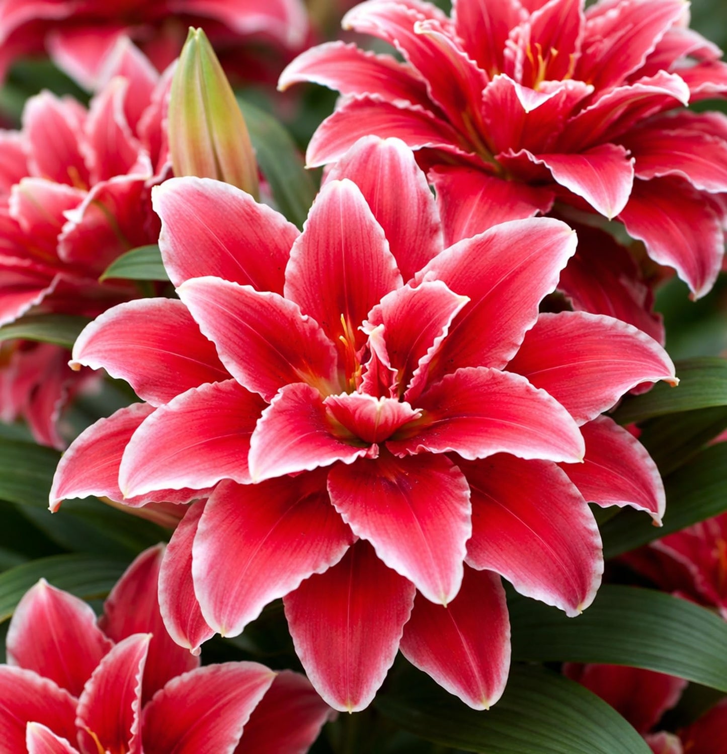 Red Roselily Double Oriental Lily Bulbs – Fragrant, Pollen-Free, Fully Double Blooms – Premium Perennial Flower for Garden Beds & Cut Arrangements (3 Bulbs)