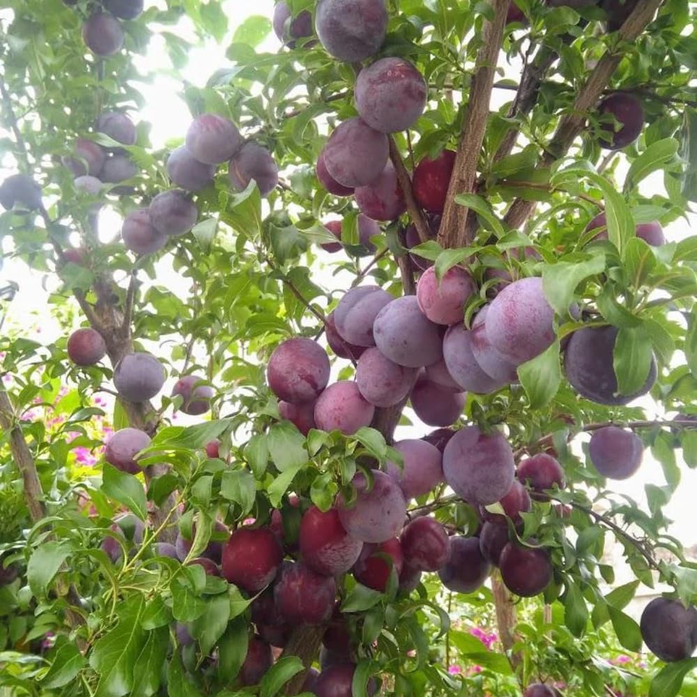 Methley Plum Tree Live Plant, Red Plum Plant Live, Well Rooted, 3 Feet Tall, Sweet Plum Tree for Outdoor Planting, No Ship to CA