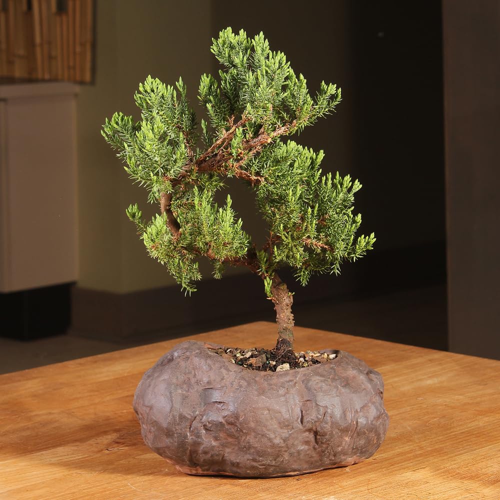 Brussel's Bonsai Live Green Mound Juniper Bonsai Tree - Medium, 5 Year, 6 to 10 Inches - Outdoor Bonsai Tree Live with Rock Bonsai Pot