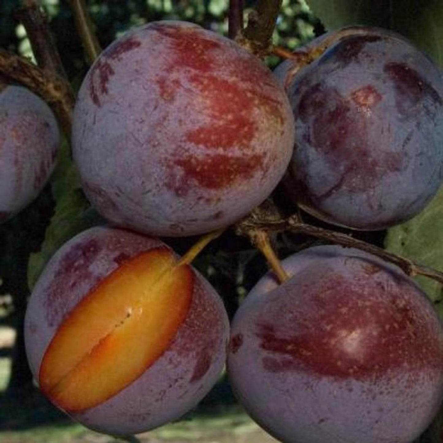 Live Flavor Pluot Tree Plant in 3 Gallon Pot, 2–3 Ft Tall Plum Apricot Fruit Tree for Outdoor Garden, Backyard, or Landscape Planting, No Ship to CA