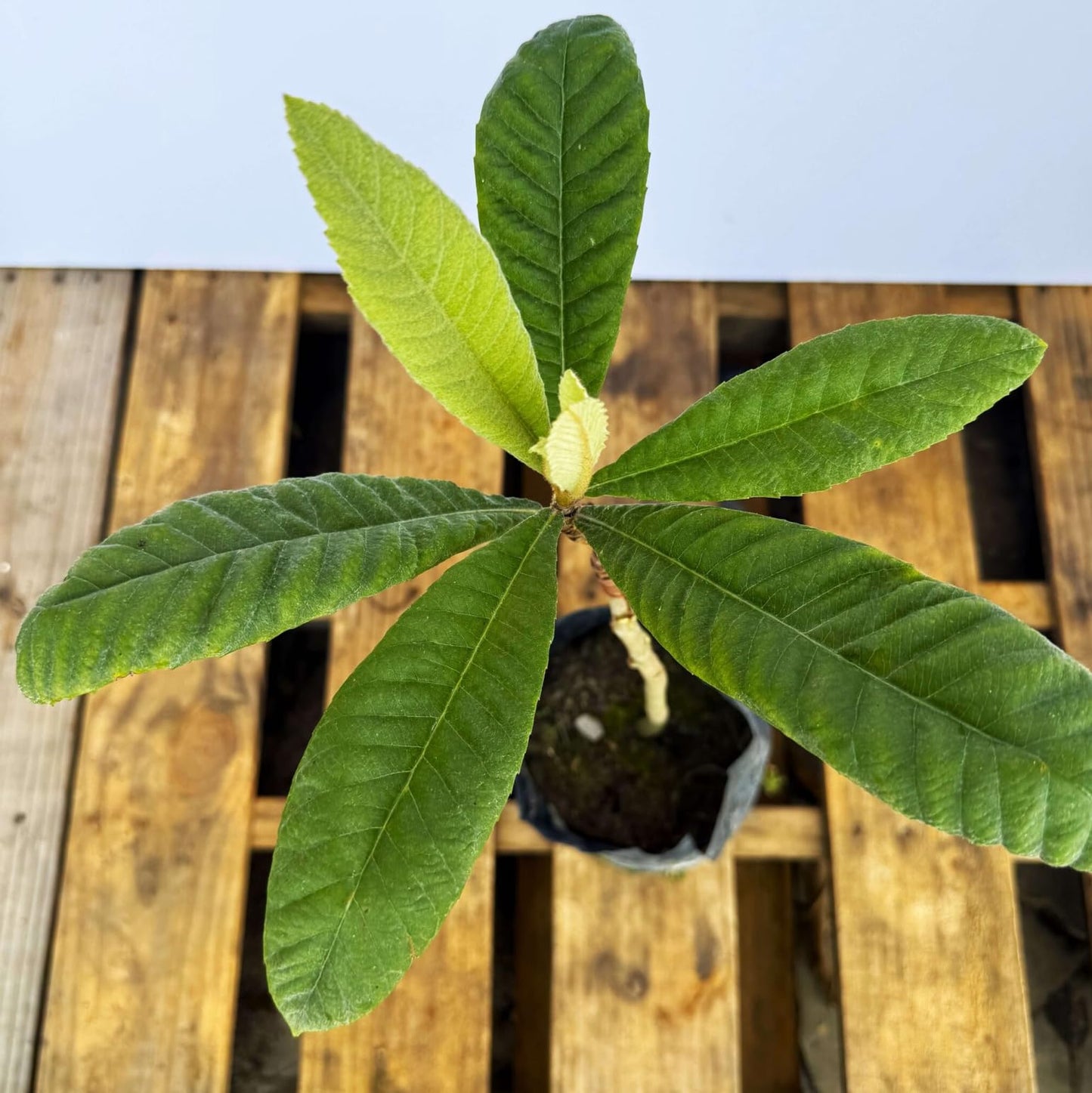 Grafted Loquat (Eriobotrya Japonica) Tropical Plantae Live Fruit Tree 2′-3′ feet