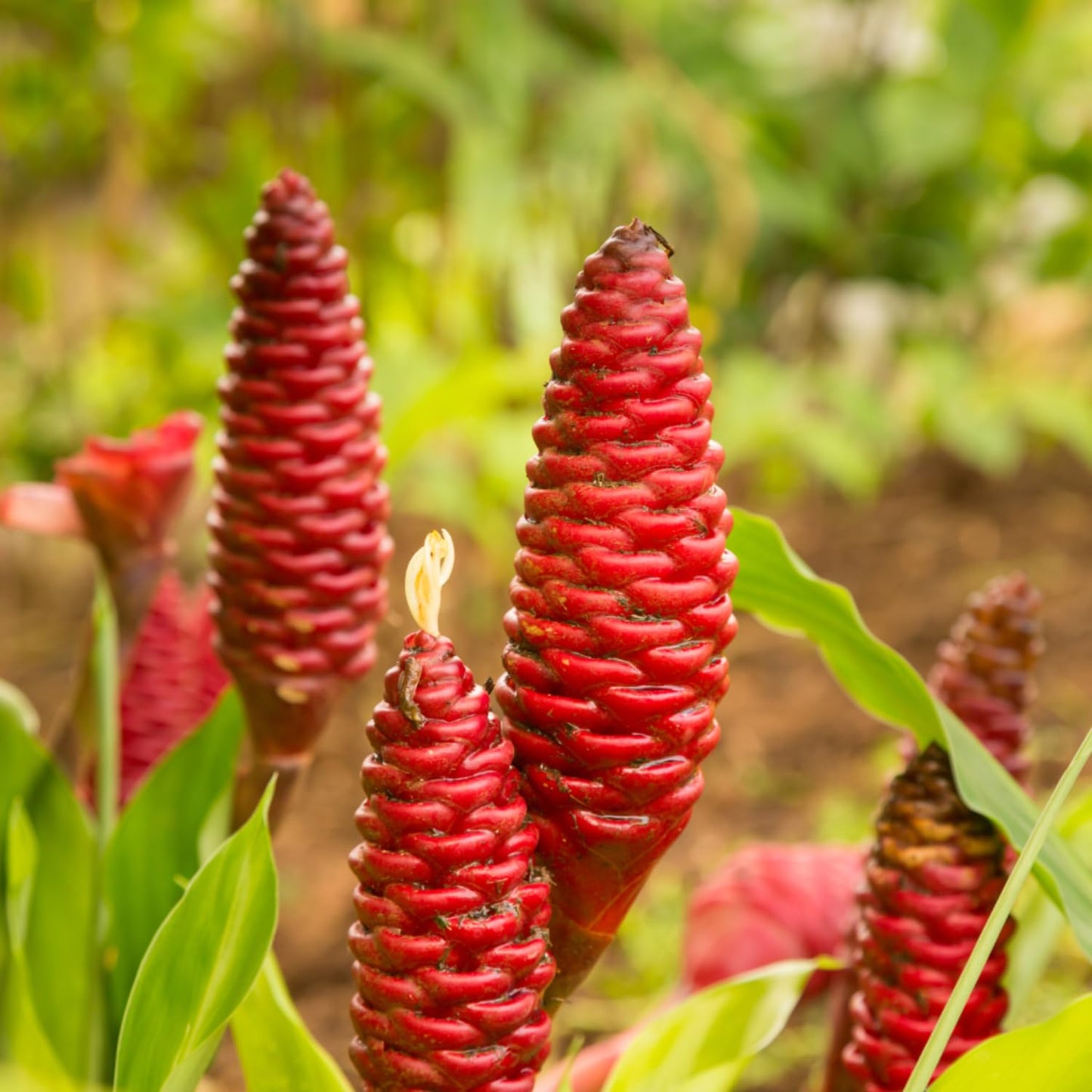 Set 10 Awapuhi Shampoo Ginger Roots, Zingiber Zerumbet Tropical, Fresh Ginger for Grow Garden, Ready to Grow