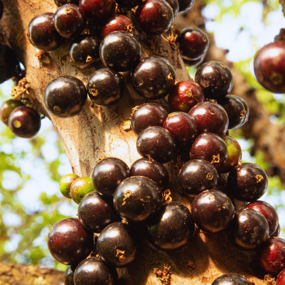 Black Jaboticaba Tree Plant Live, Jaboticaba Grape Fruit Plant, 5 to 8 Inc Long, Tropical Plants Garden