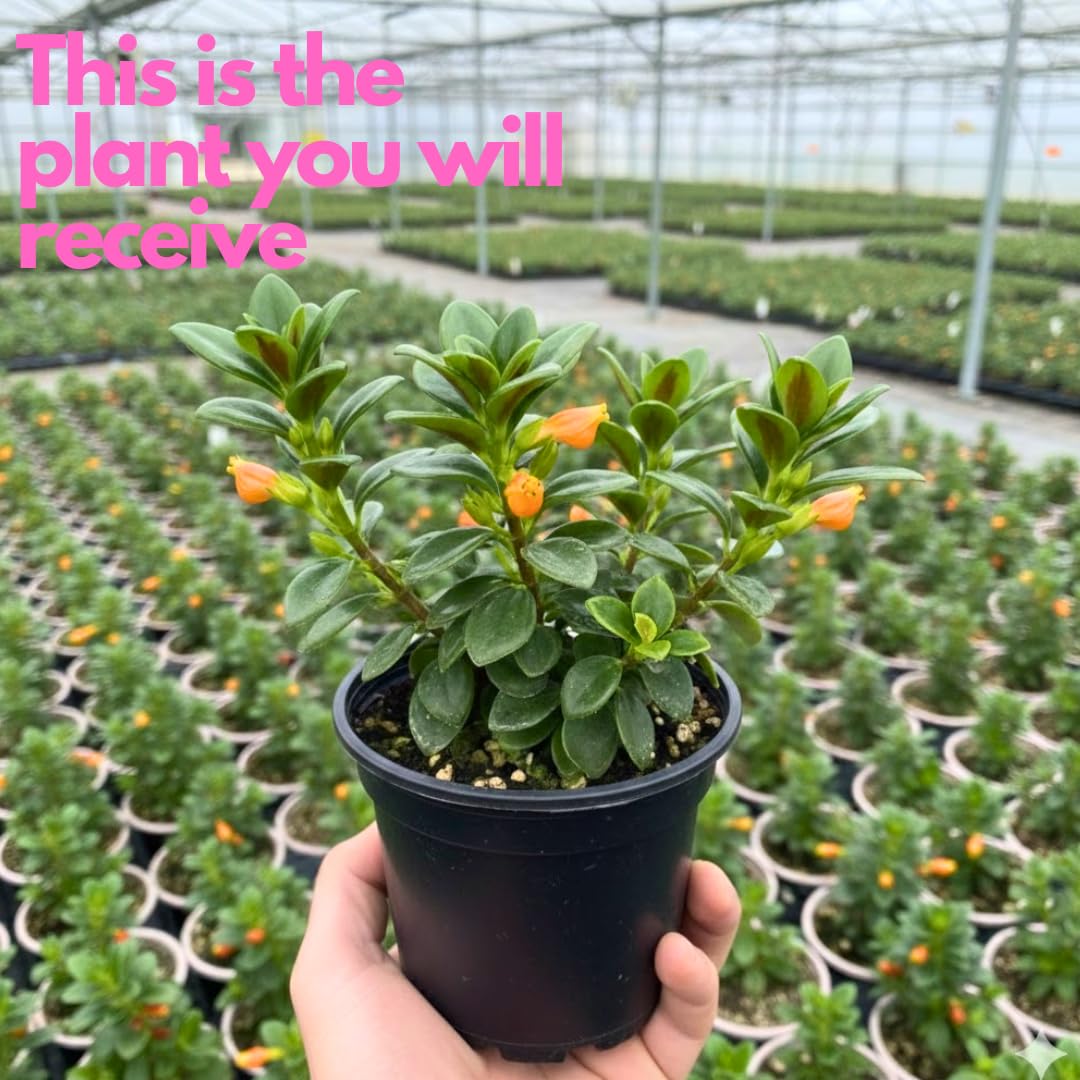 Goldenfish Plant for Planting in 4-Inch Pot | Vibrant Trailing Goldfish Live with Orange Blooms | Perfect for Indoor Displays | Unique Gift for Plant Enthusiasts