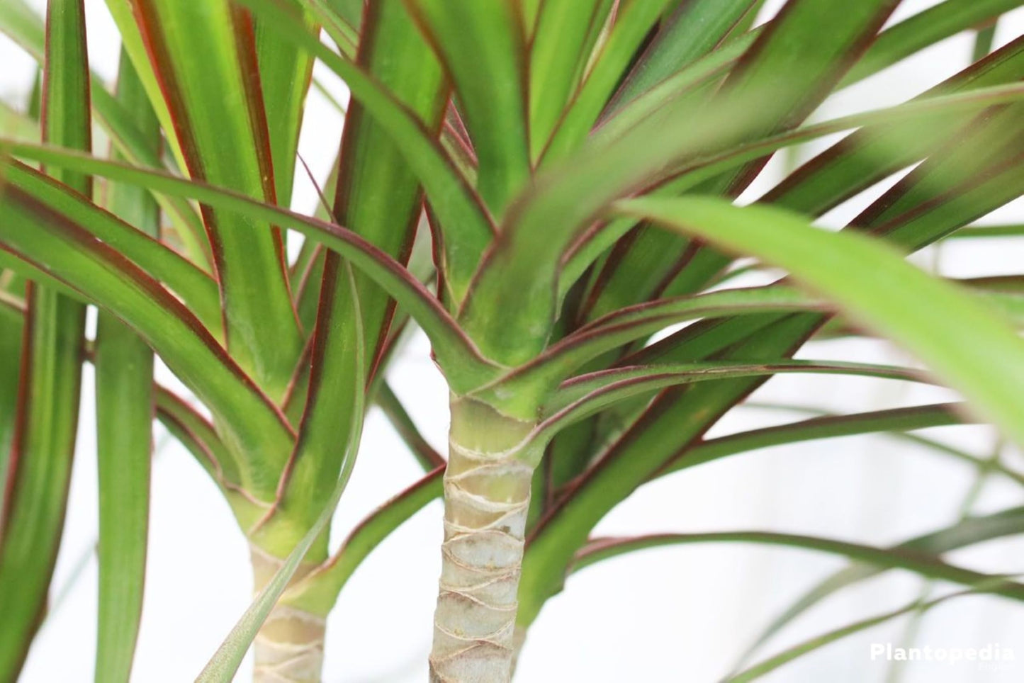 Madagascar Dragon Tree Green/Red Bi‑Color Live 12" Rooted Houseplant – Easy Indoor Air‑Purifying
