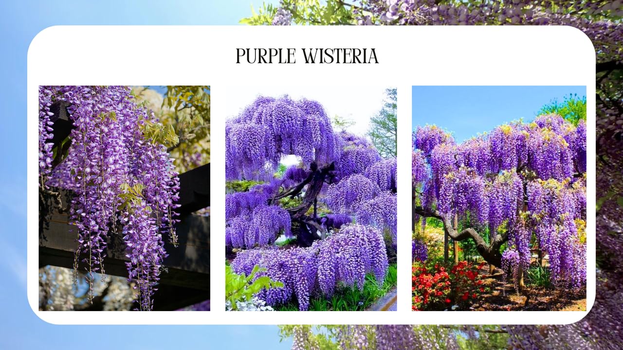 Blue-Purple Wisteria Tree Live Plant 1 Year Old Seedling, Purple Wisteria Live Plants for Outdoor Garden, 6-13" in Tall, Dormant