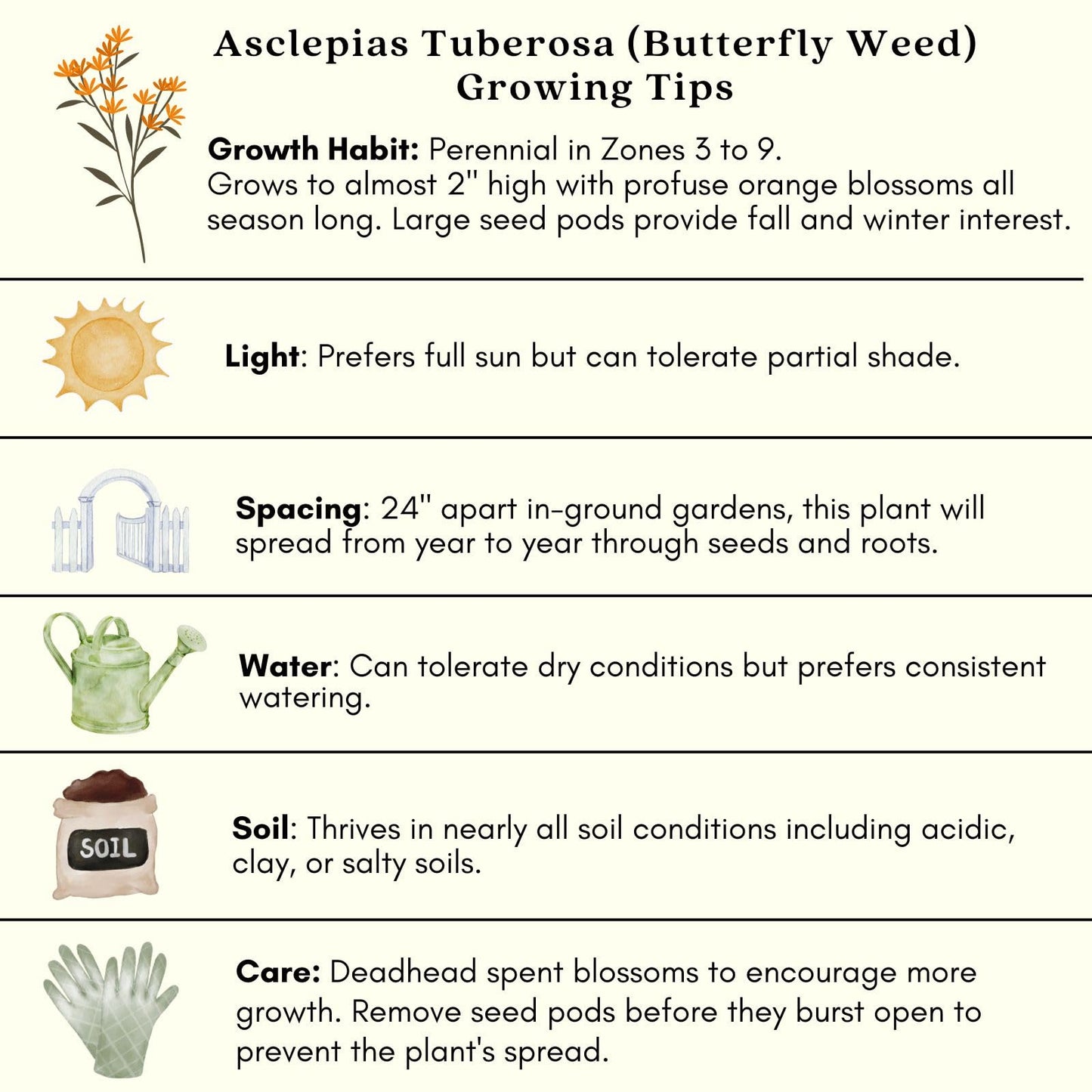 Clovers Garden Asclepias Tuberosa (Butterfly Milkweed) Plants – Two (2) Live Plants – Non-GMO - Not Seeds - Each 4" to 8" Tall – in 4" Inch Pots – Monarch Favorite, Super Hardy