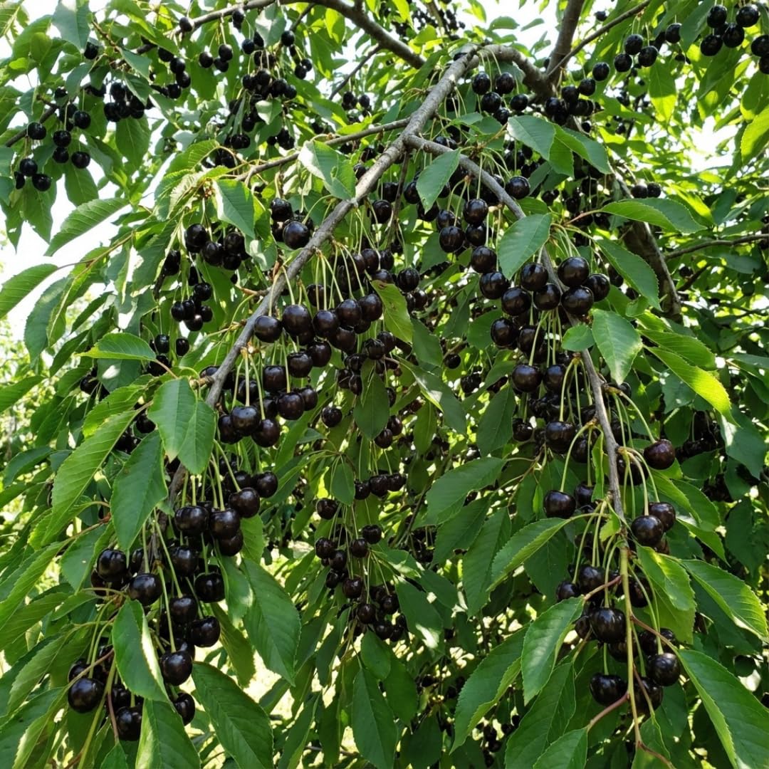 Black Cherry Tree Live Plant, 1 Year Old Sweet Cherry Bare Roots 1.5-2 Feet, Dormant, Hardy Shade Tree for Garden or Landscape