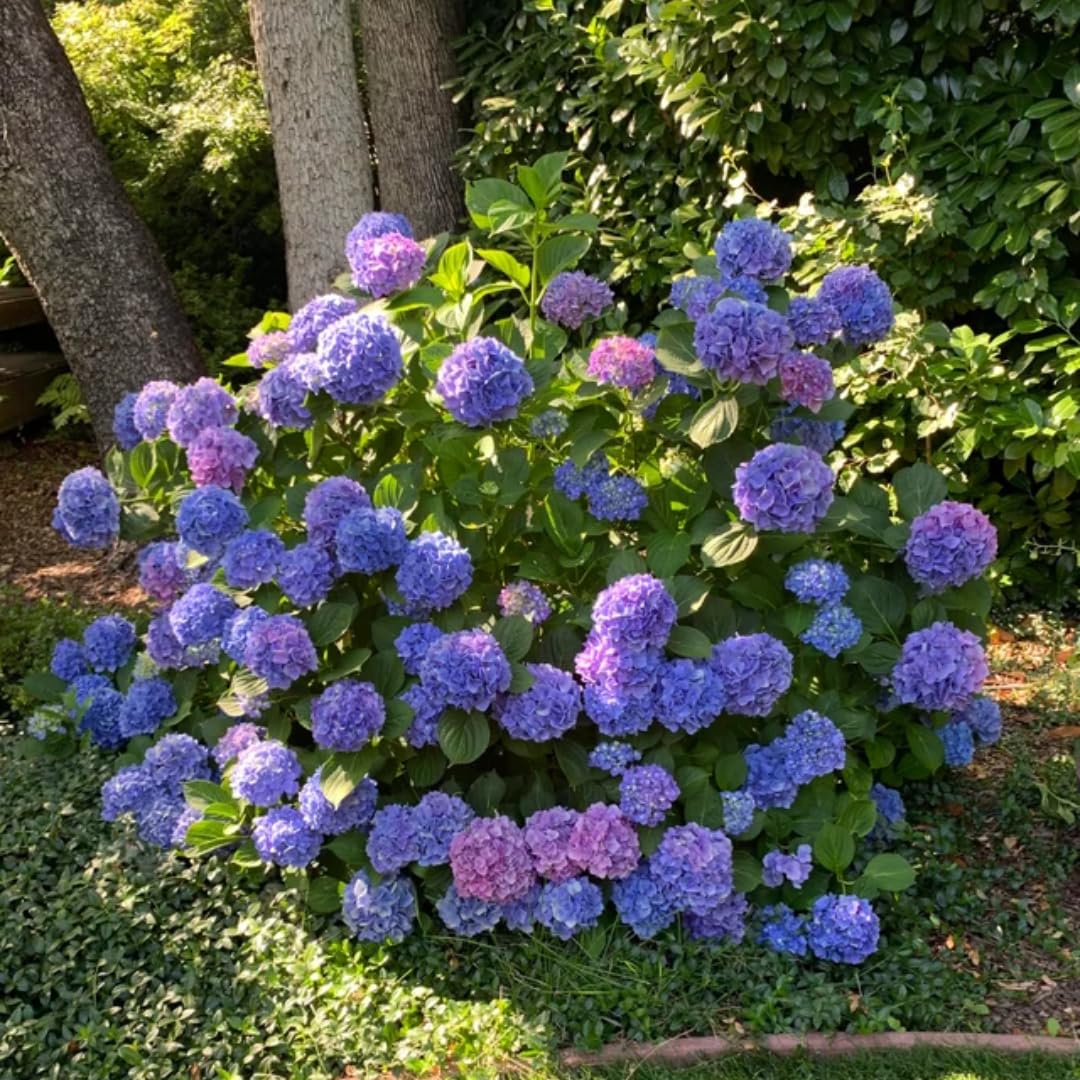 Hydrangea Tree Plants Live in Pot, 5-11" in Tall, Change Color Perennial Planting Indoor Outdoor, Long Lasting Blooms Flower (Blue to Pink)
