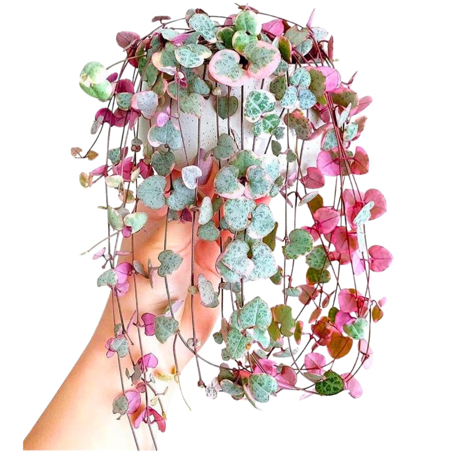 Variegated String of Hearts Plant Live, Ceropegia Woodii Vine, Live Succulent Indoor Houseplant, 2.5 Inch Pot