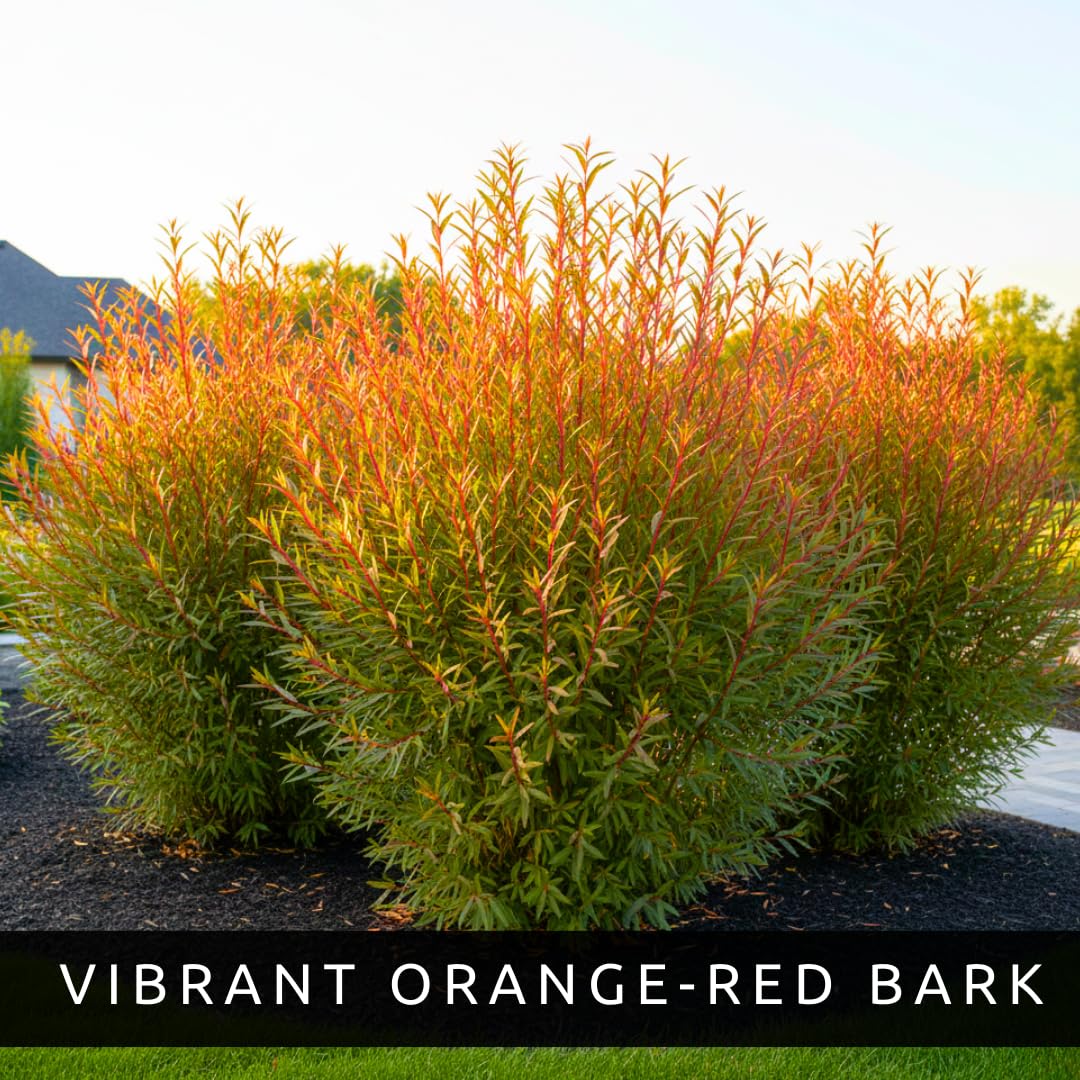 Flame Willow Bonsai Tree Cutting to Grow - Brilliant Orange-Red Bark - Thick Trunk Cutting - Fast Growing Bonsai - Cold-Hardy Deciduous Shrub or Small Tree - Unique Eye Catching