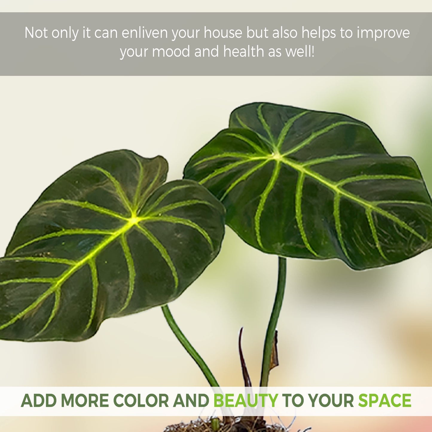 LEAL PLANTS ECUADOR Philodendron Luxurians | Exotic Live Philodendron Houseplant | Tropical Elephant Ear Plant for Indoor | Zebra Plant | Perfect Live Plant for Living Room & Home Decor