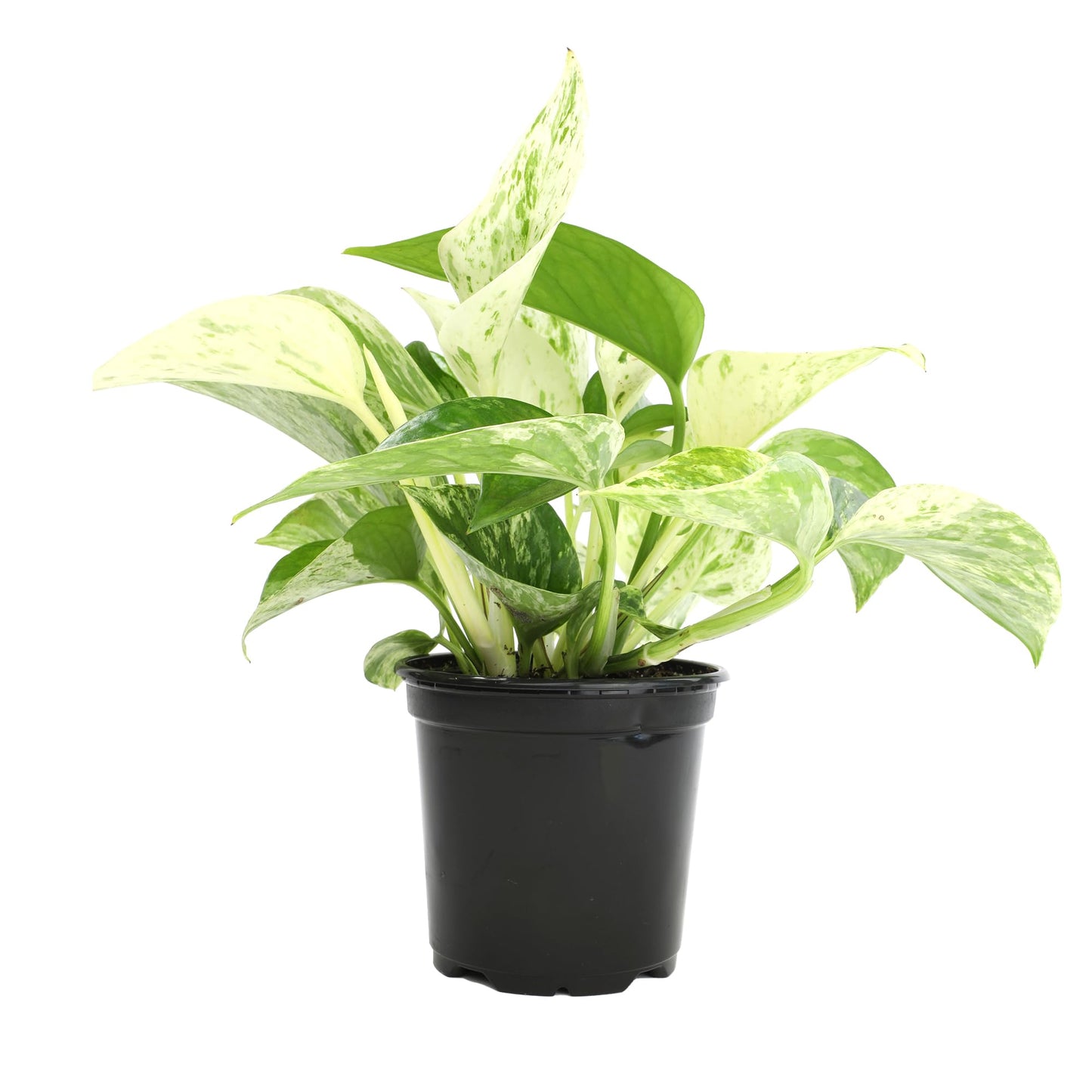 Marble Queen Pothos Plant in 4 Inch Planter Pot for Plants, Low Light Plants Live Houseplants, Pothos Live Plant Decor, Live Plants Indoor Plants Live Houseplants Live Indoor Plants by Plants for Pets