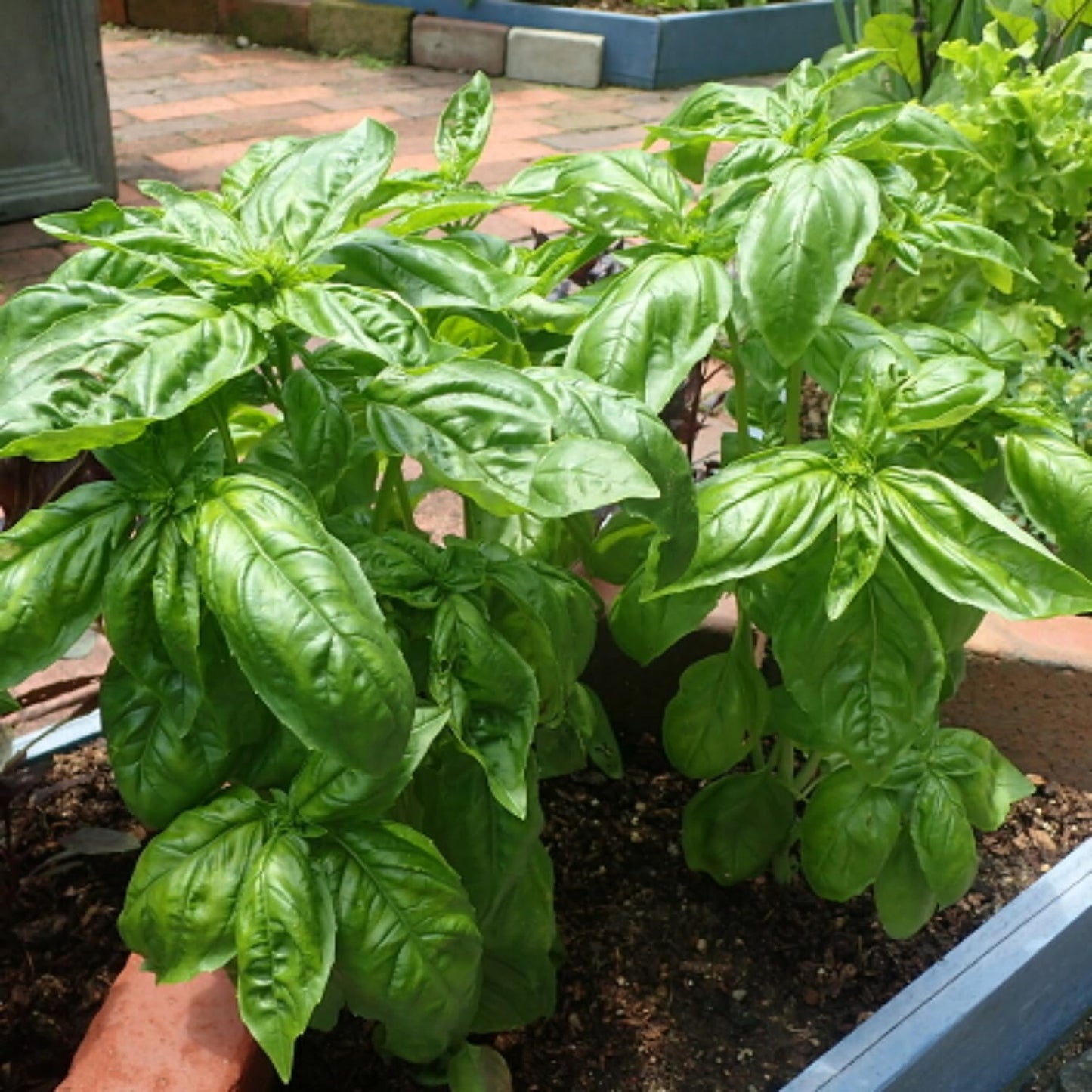 4 Basil Plants, Sweet Basil Plants Live for Indoors, Herb Plant Live, 4 to 6 Inches