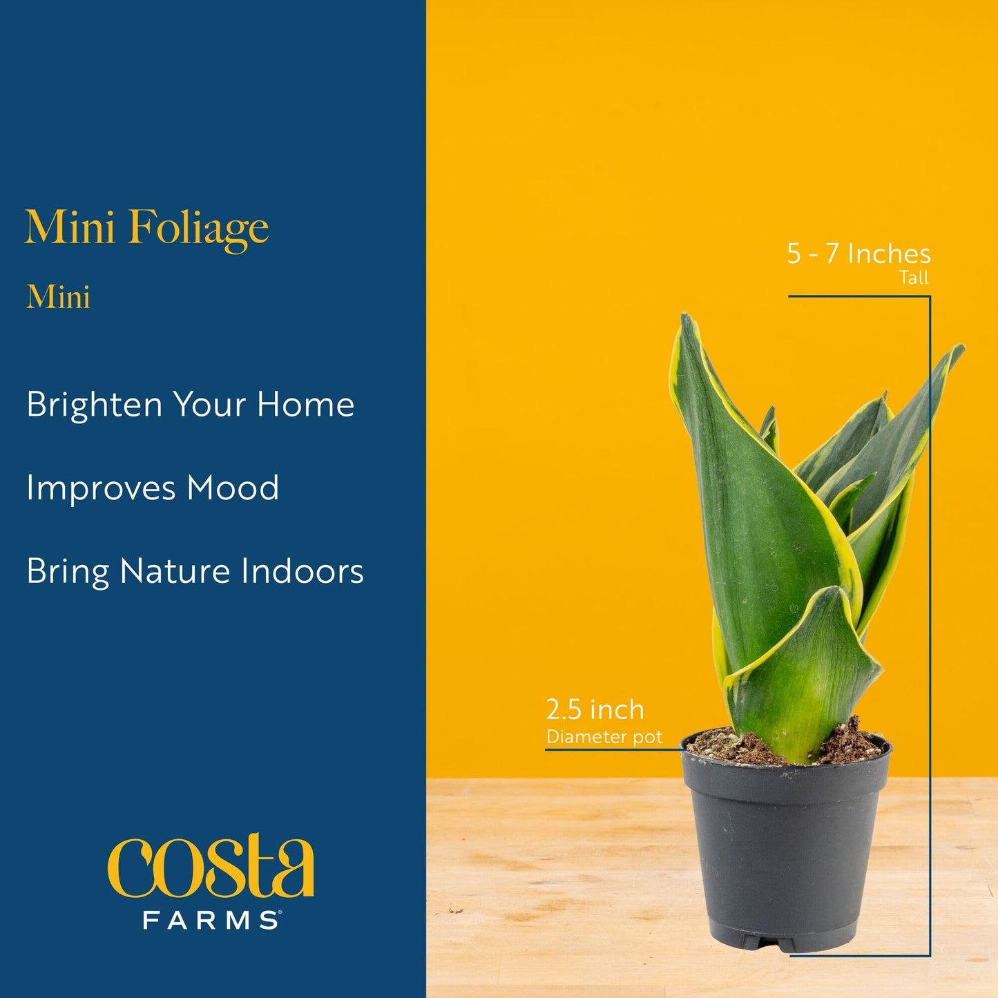 Costa Farms Live Mini Indoor Plants in Plastic Pots, Easy to Maintain, Air Purifying Houseplants, Home, Room, or Office Decor, House Warming or Birthday Gift, 4-6 Inches Tall, Pack of 6