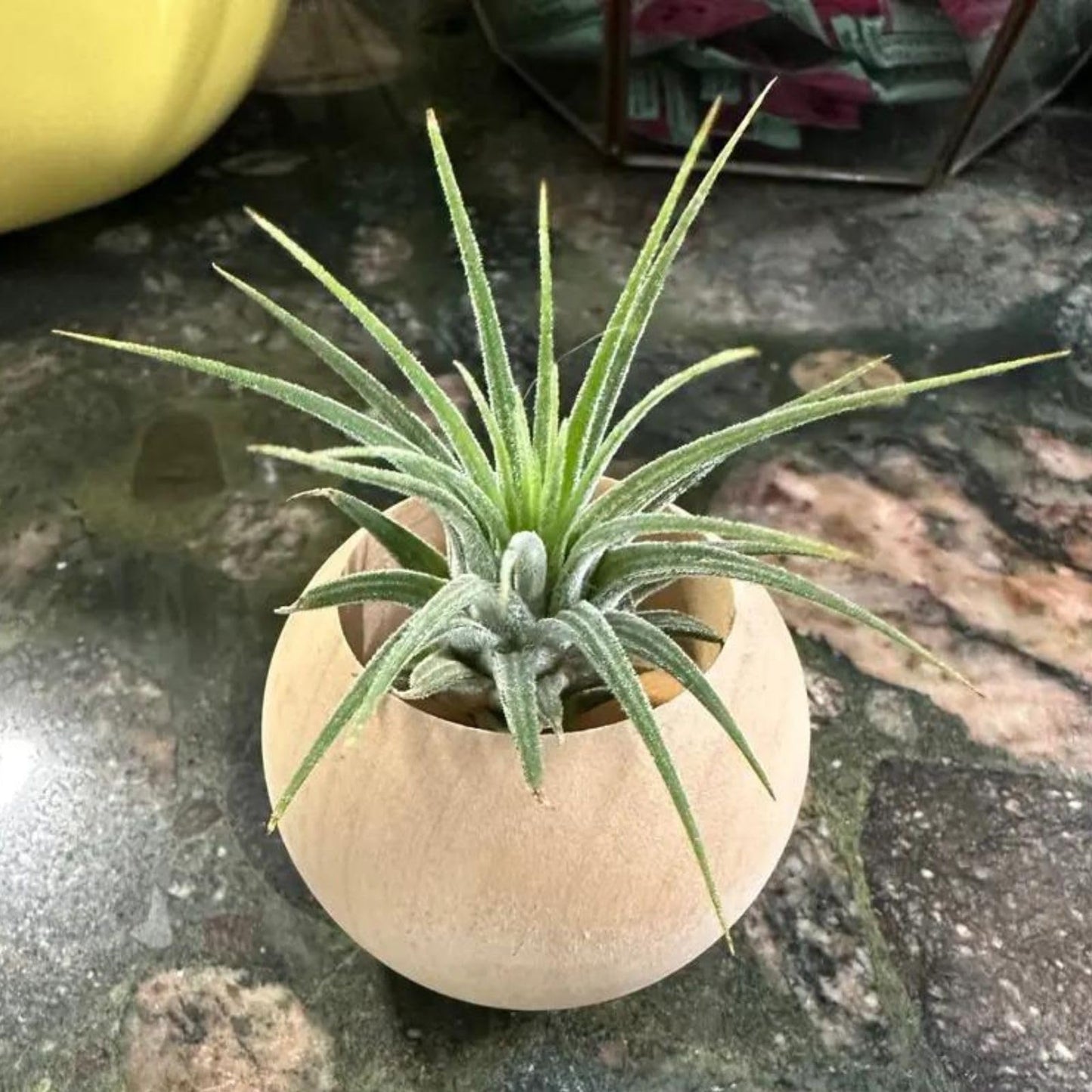 3 pcs Wood Air Plant Holder Air Plant Pots Air Plants Display Containers Table Centerpiece Succulent plants Pot for Home Office Tabletop Decor