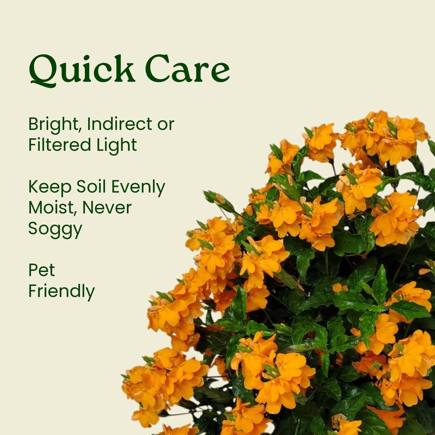 Crossandra Flower Plant Live - Orange Marmalade - 3 Gallon Pot - Overall Height 22" to 26" - Tropical Plants of Florida (Plant in Growers Planter)