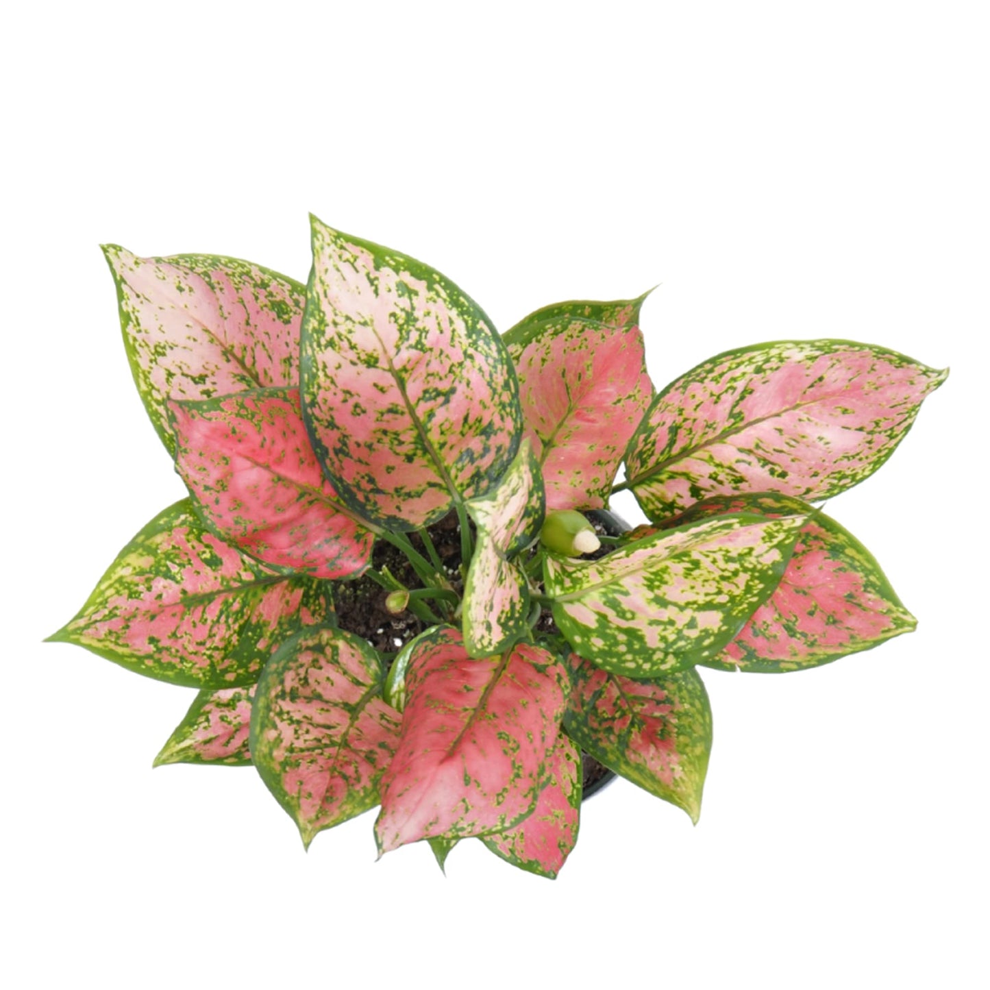 Aglaonema Ruby Ray Live Plant by United Nursery 6 inch Pink Decorative Pot Mother’s Day Gift for Patio and Home Decor Stunning Variegated Foliage (Nursery Pot)