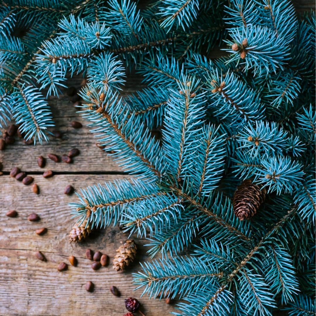 Blue Spruce Seeds for Planting | 50 Seeds | Colorado Blue Spruce, Picea pungens glauca | Attractive Trees for Privacy or Landscaping | Distinctive Leaves