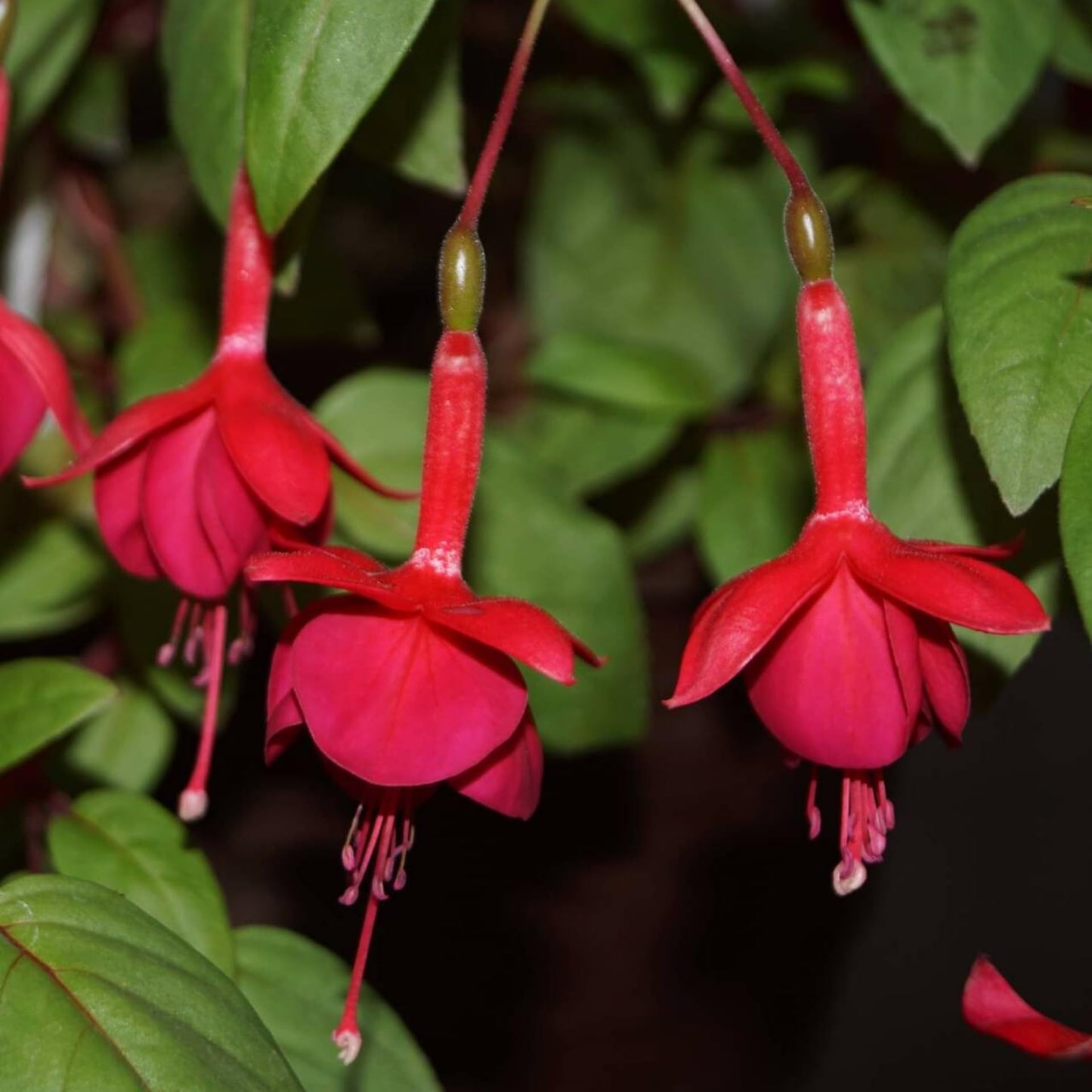 Fuchsia Plant, 3 to 4 Inch Tall Fuchsia Plants Live, Hanging Fuchsias Plants Well Rooted for Planting, Hardy Fuchsias Live Plants, Perennial, Colorful Flowers (Red Flowers)