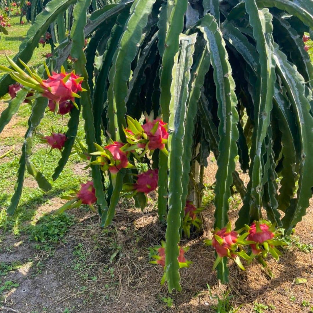 Red Dragon Fruit Live Plant 4 Inch Pot, Sweet Red Dragon Fruit Tree, Tropical Tree for Planting Outdoor