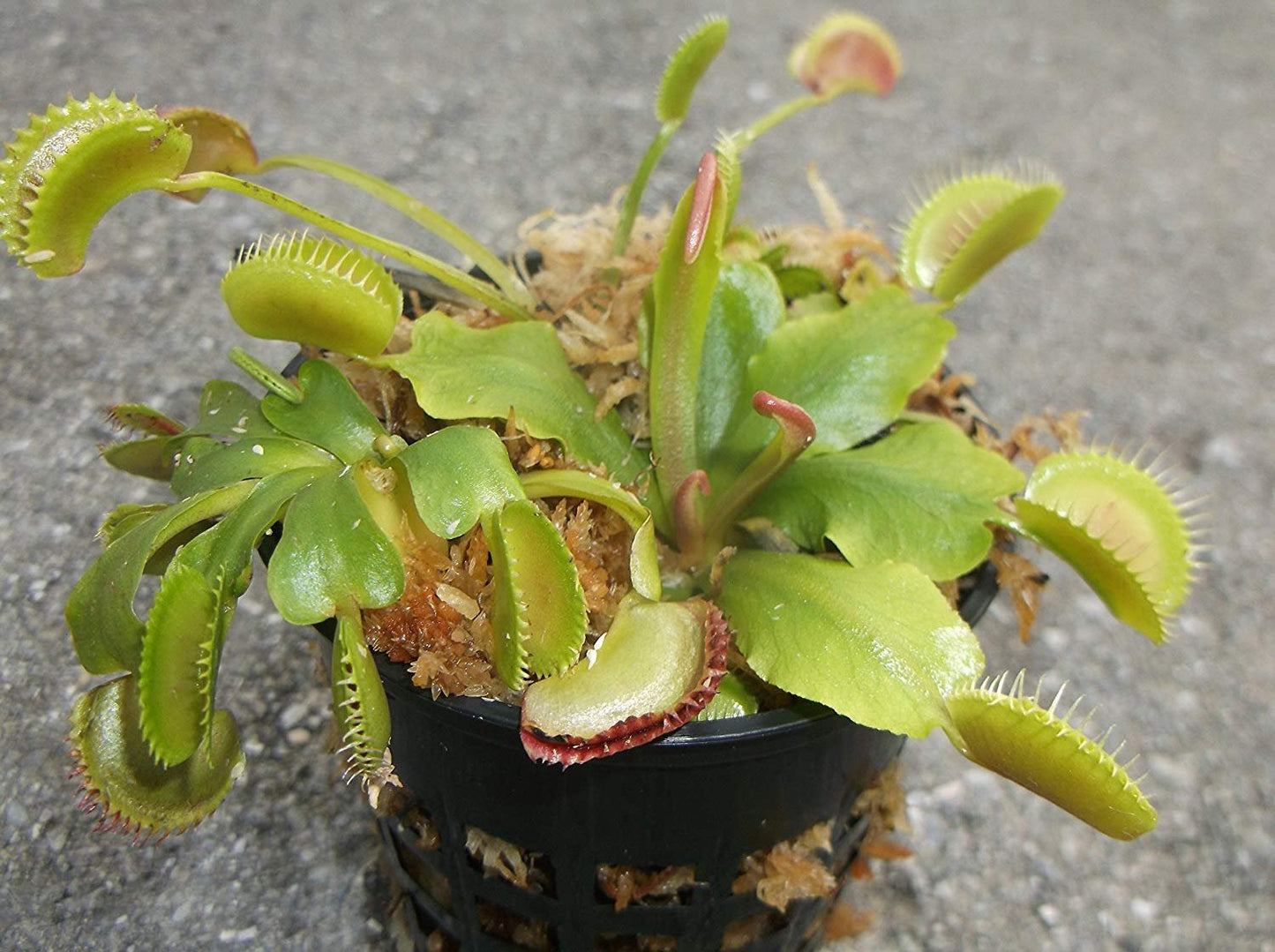 3 Small Venus Flytraps - Fly Trap - (Dionaea Muscipula) Carnivorous Plant 3 Inch Pot