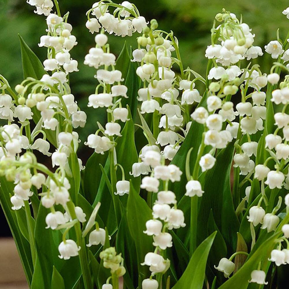 Live Plant - 5 Lily of The Valley Roots/Rhizomes, May Lily, May Bells - Convallaria majalis