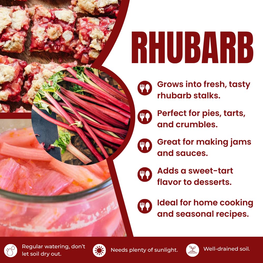 5 L Size Rhubarb Plants for Planting, Fast-Growing Rhubarb Crowns Root Division Plant, High Yield, Rich Flavor, Red Stalks
