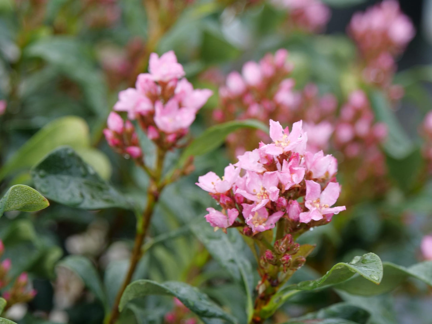 La Vida Mas® Indian Hawthorn - Rhaphiolepis Indica - Proven Winners - 4" Pot
