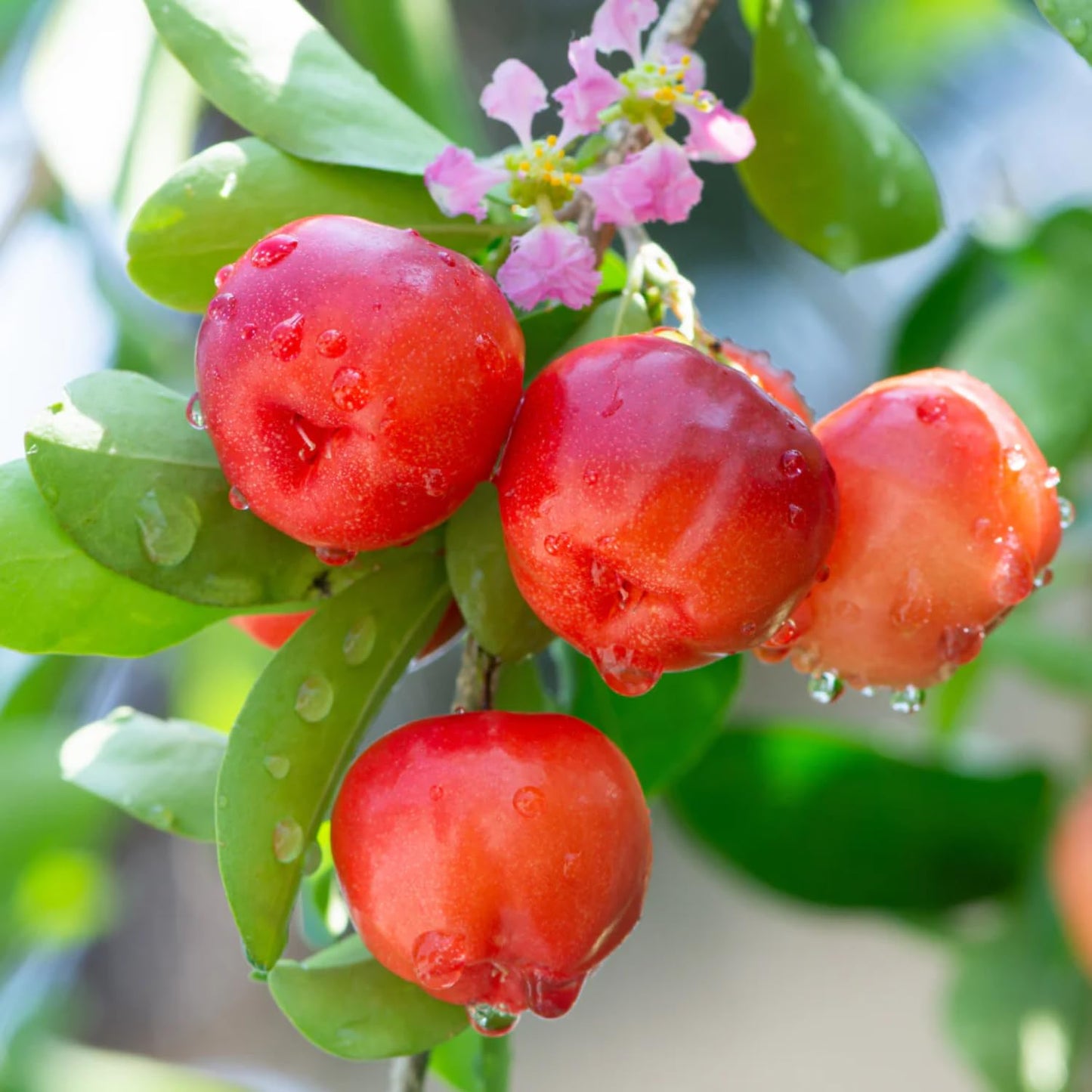 Acerola Red Cherry Seedling, Barbados Cherry Live Plant, 5-9” Tall