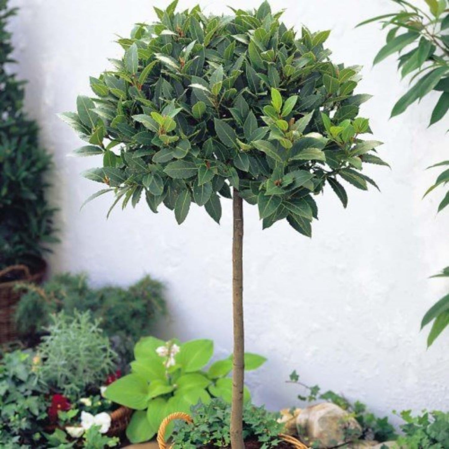 9 Months Old Bay Leaf Tree Live Plant, No Pot Bay Laurel Plants Tree Live for Outdoor Planting, 5-8" in Tall, Fragrant Laurus Nobilis Live Plant