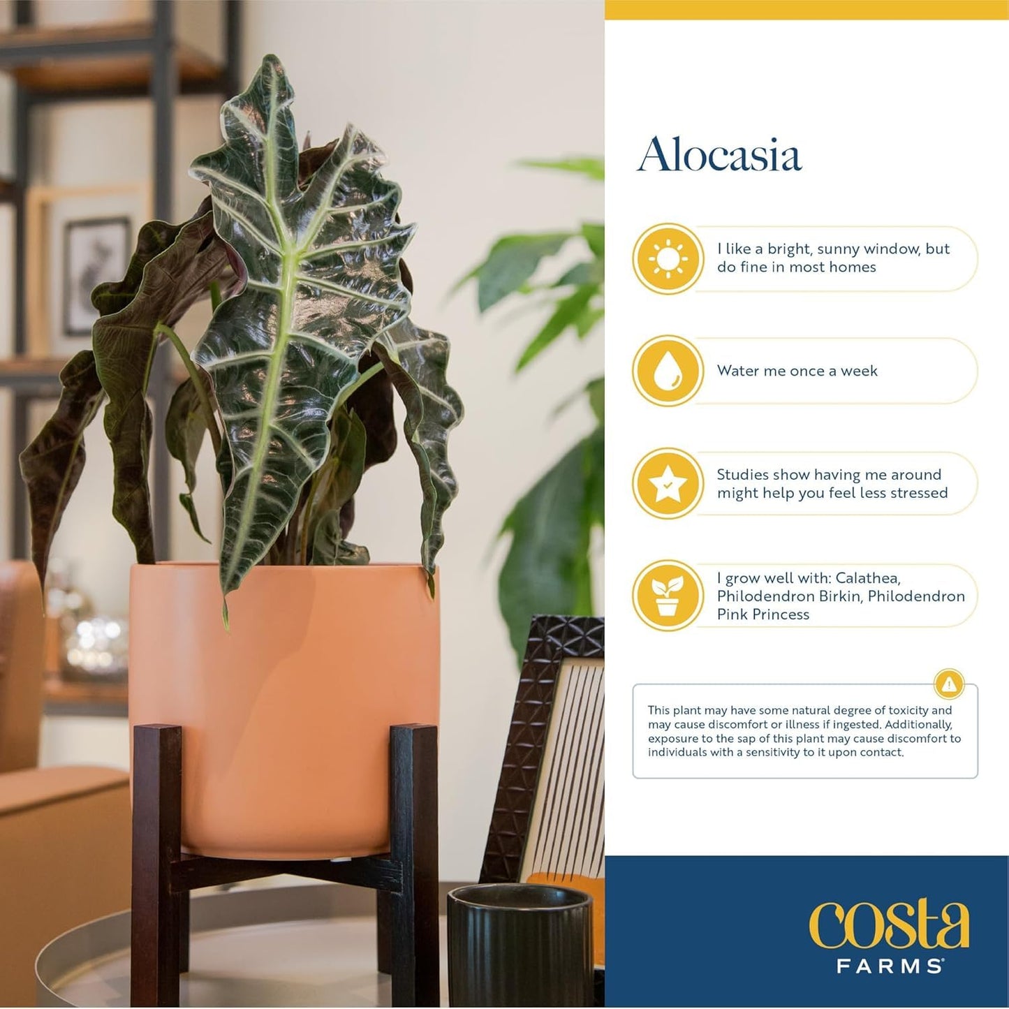 Costa Farms Alocasia Polly Live Plant in Decorative Pot, Indoor Houseplant, Perfect for Home, Room, or Office Decor, Great House Warming or Birthday Gift, 12-18 Inches Tall