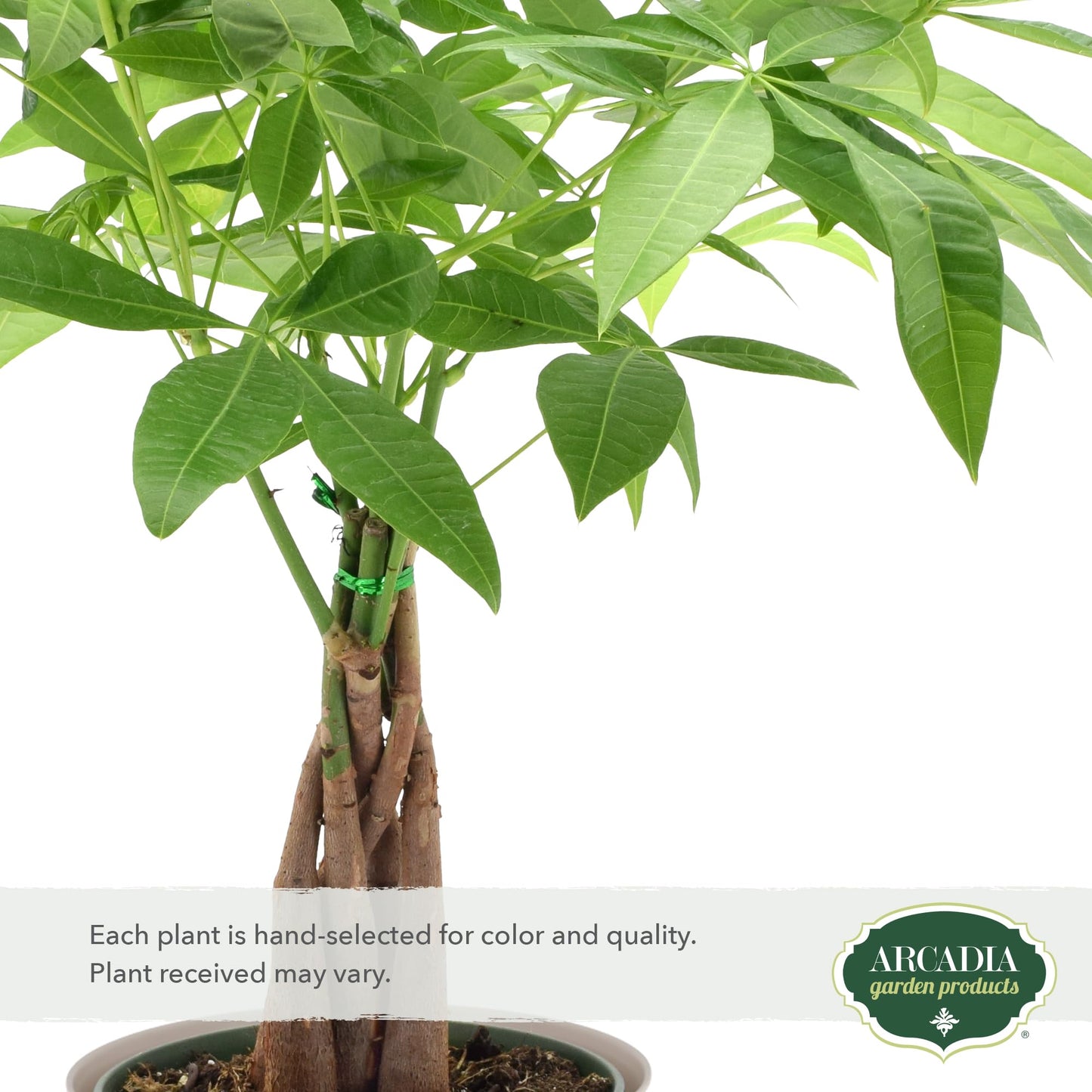 LV64 Live Braided Money Tree Pachira Aquatica Indoor Houseplant in Arcadia Garden Product's Branded Plastic Pot, Tropical Plant Collector Gift for Home and Garden Decor, 6-inch, Tan