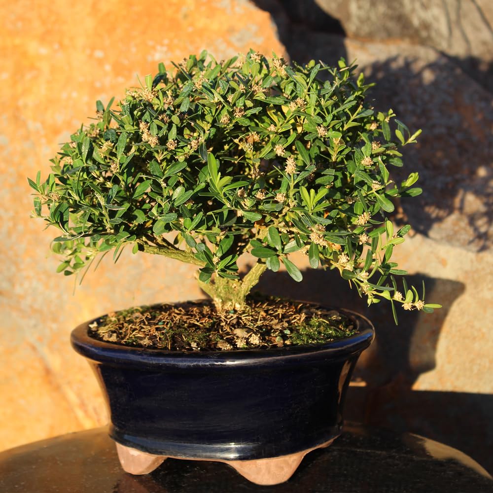 Brussel's Live Harland Boxwood Outdoor Bonsai Tree - 3 Years Old; 6" to 8" Tall with Decorative Container