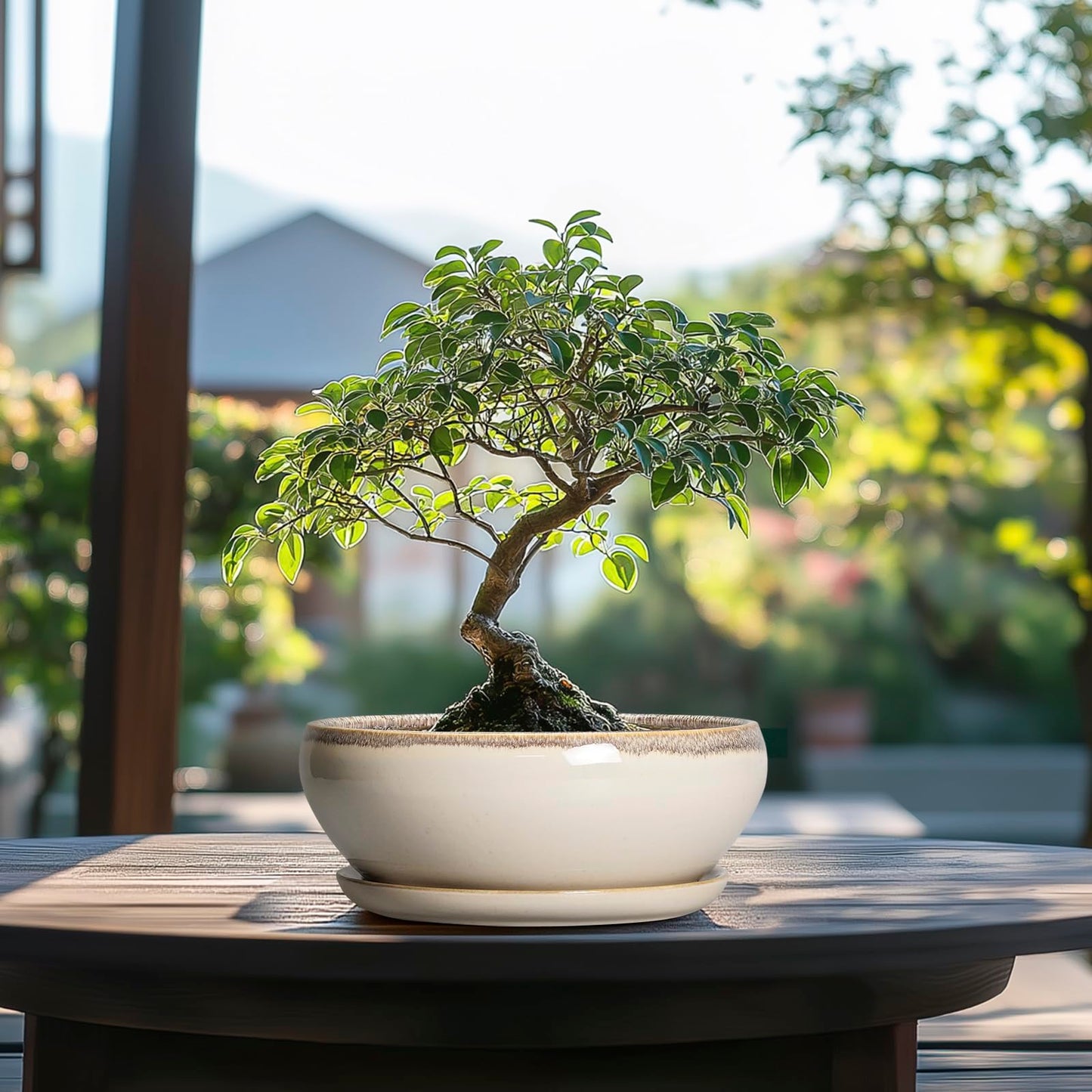 SQOWL Succulent Pots 8 Inch - Ceramic Bonsai Pots for Indoor Plants, Round Shallow Plant Pot with Drainage Hole and Saucer, Bowl Planter Outdoor, Patio Decor, Plant Lover Gifts, Beige