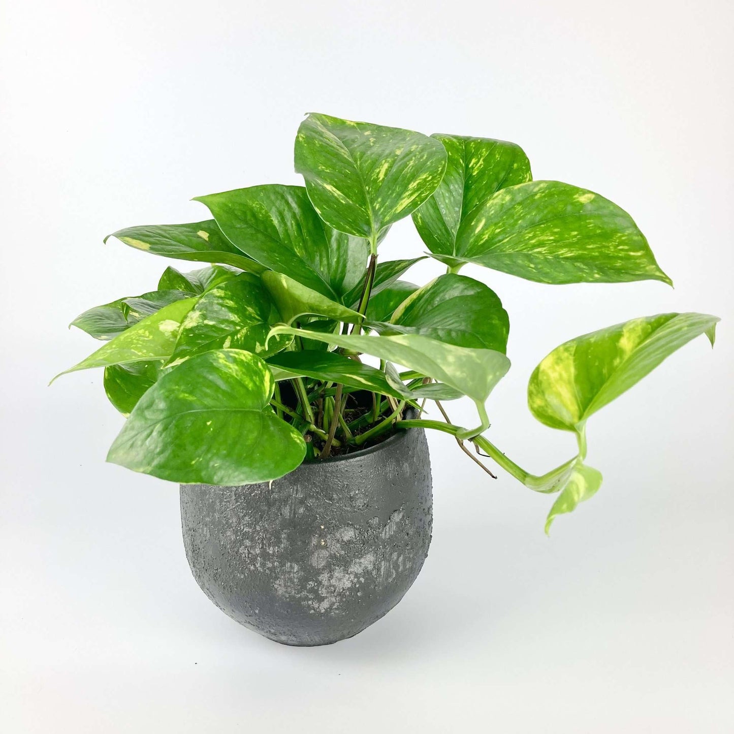 Pothos Golden Live Plant for Indoor | Different Houseplants in 4'' & 6'' Pot | Real House Plant for Living Room, Office, Desk & Bathroom | Epipremnum Aureum | Devil's Ivy