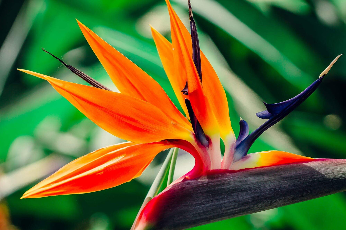 Orange Bird of Paradise - Strelitzia Reginae - 3 Large Trade Live Plants - Tropical Perennial Blooming Specimen