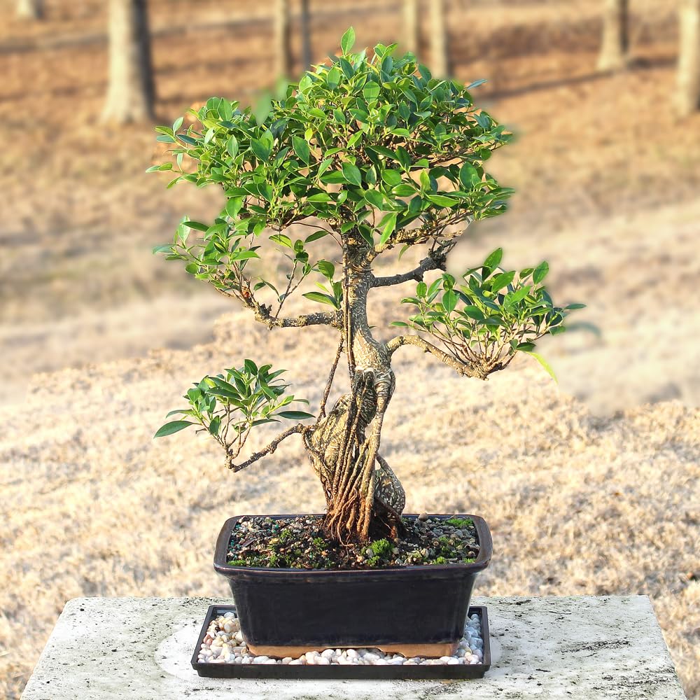 Brussel's Bonsai - Live Golden Gate Ficus Bonsai Tree with Ceramic Bonsai Pot & Humidity Tray, Indoor Bonsai Plant, 4 Years Old, 5-8 Inches Tall, Easy Care Houseplant for Home or Office (Small, Green)