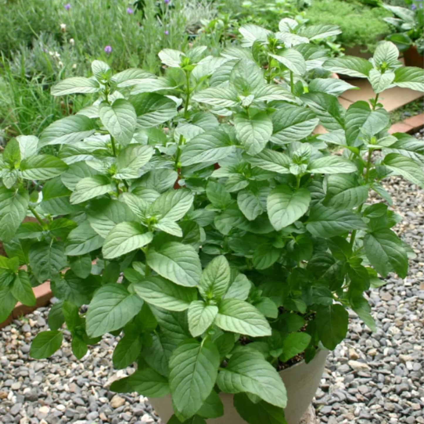 TANKDA Sets 2 Live Mint Plants Herb in 3.5" Pot, Fresh Orange Mint for Indoor Outdoor Growing, Spring Planting, 5-9" in Tall