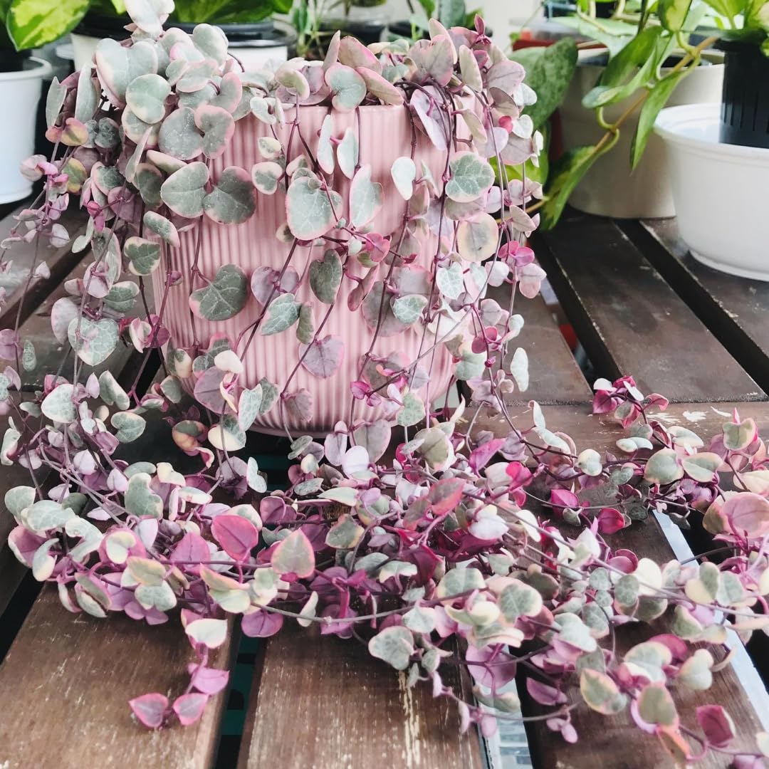 Variegated String of Hearts Live Plants, Easy Indoor Trailing Succulent in 2.5" Pot, Hanging Succulent Houseplant Indoor Outdoor Planting