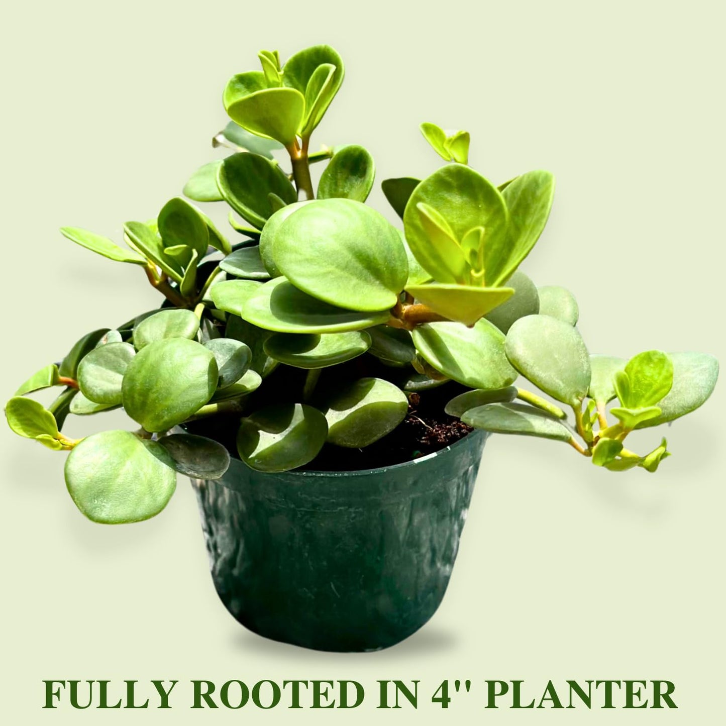 Peperomia Live Plant in 4" Pot - Peperomia Hope Live Plant - Natural Air Purifier Indoor HousePlant - Live Plants for Home Office Wedding Decor & Birthday Gift (Heat Pack Included)